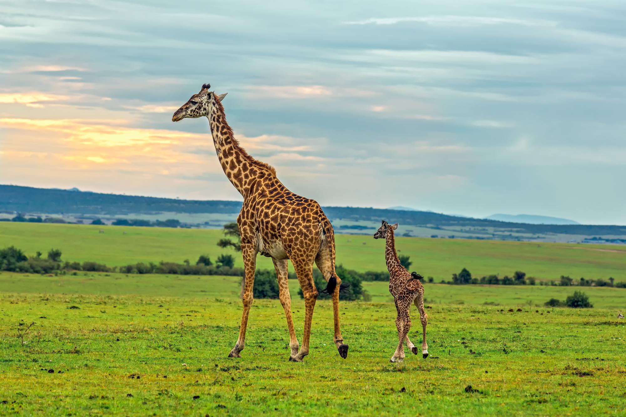 The perfect visual representation of a global journey into the heart of nature's wonders