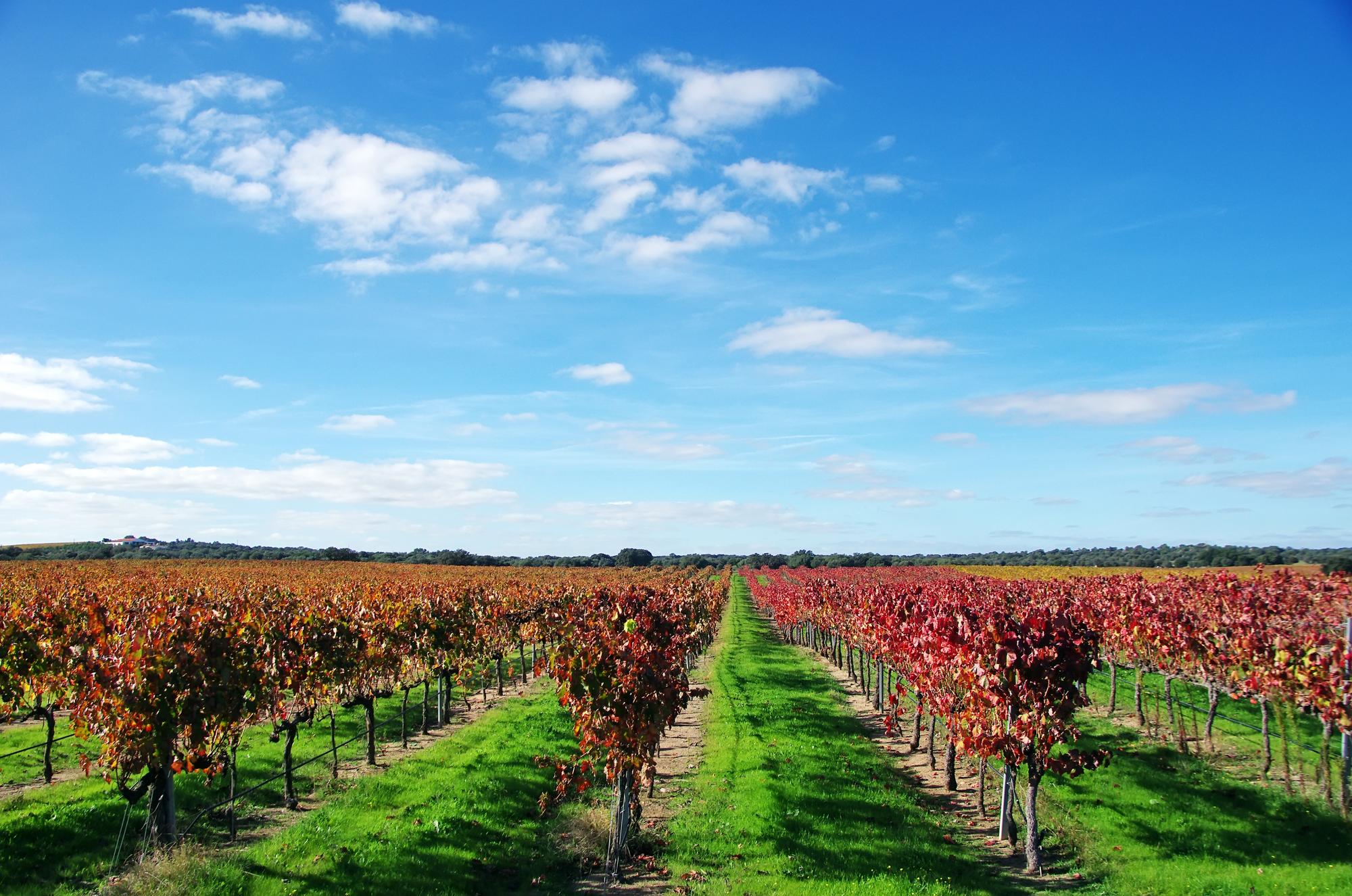 scenic view vineyard against sky