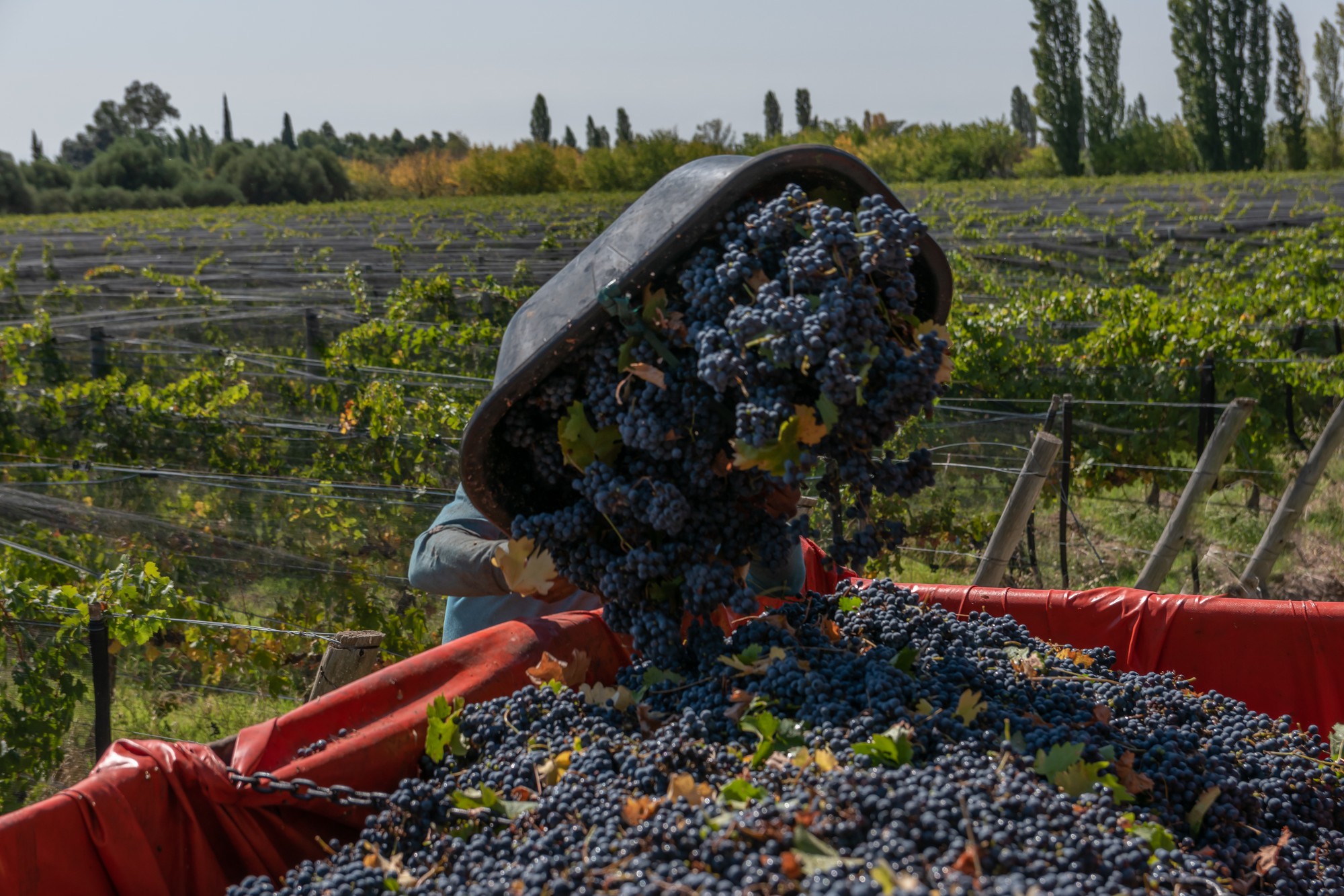 men carriage grapes vineyards