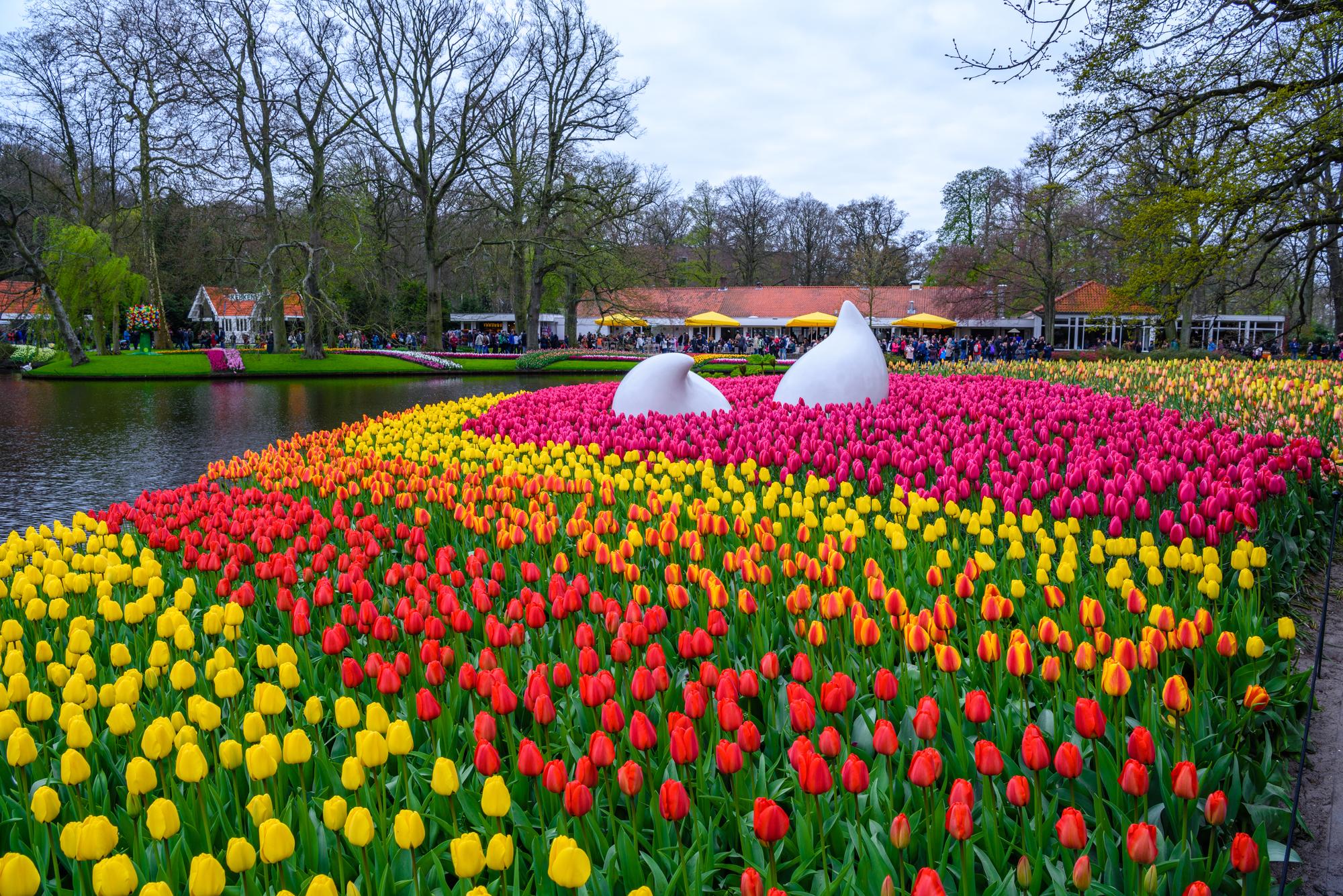 A park with colorful daffodils