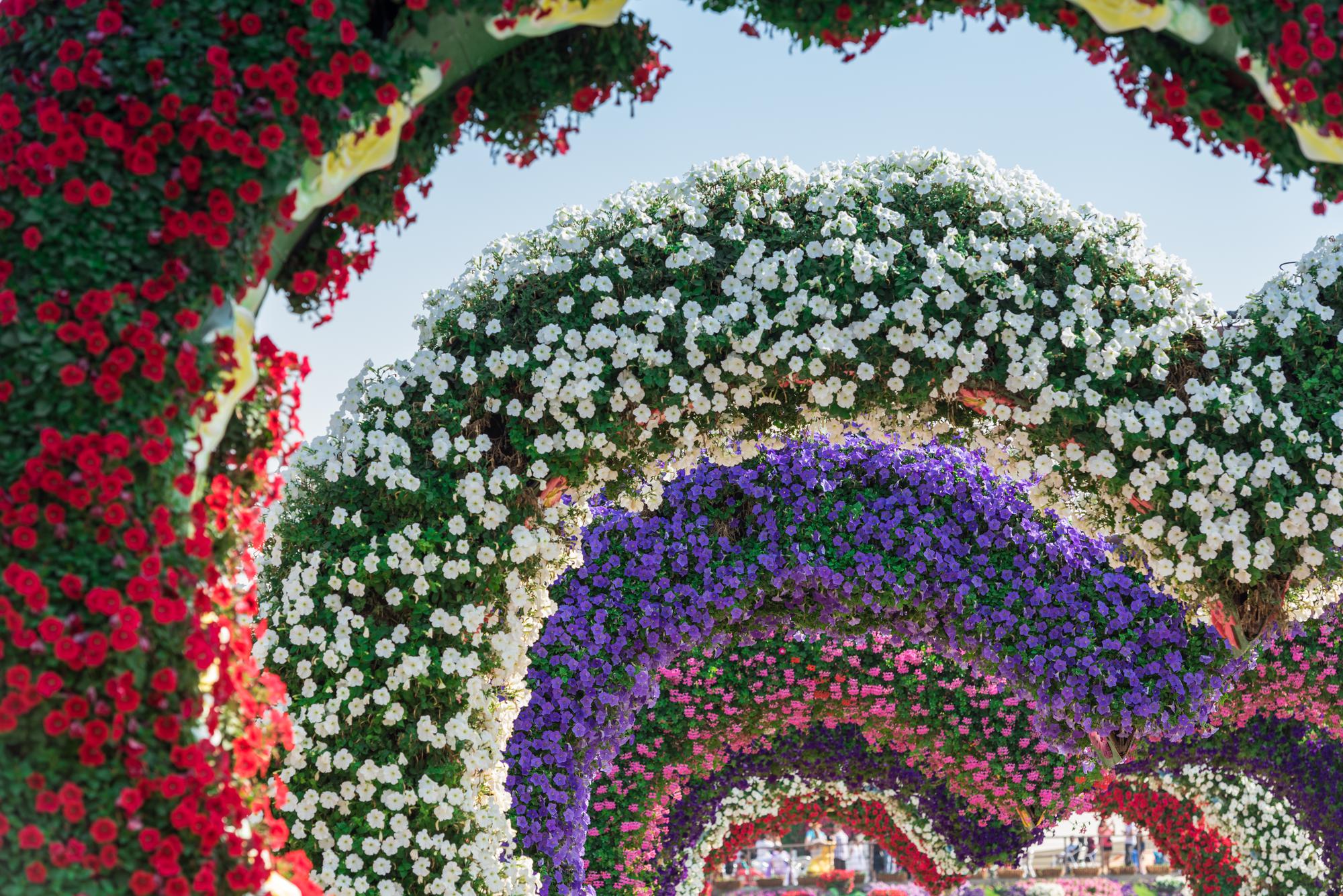 dubai-miracle-garden-with-million-flowers