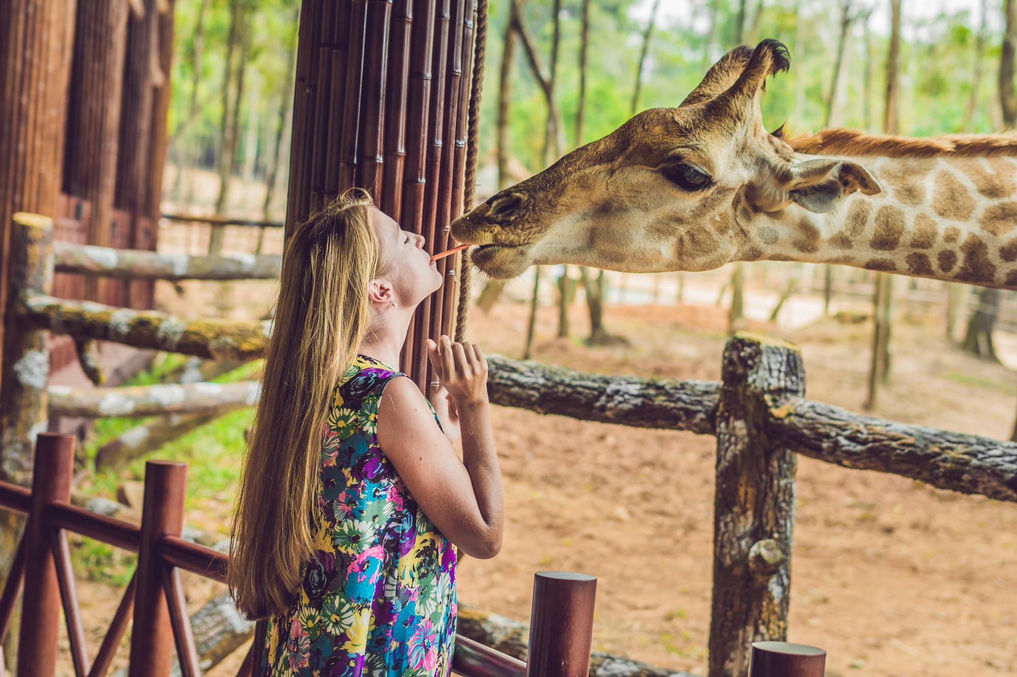 happy-young-woman-watching-feeding-giraffe-zoo