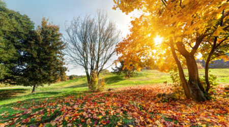 Scenic autumn view of European city with colorful foliage